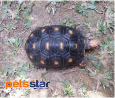 Cherryhead Tortoises
